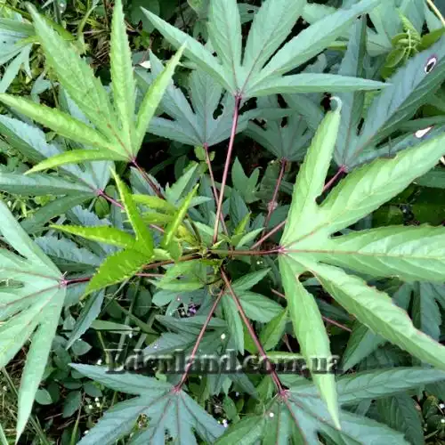 Зображення Гібіскус сабдариффа - Hibiscus sabdariffa