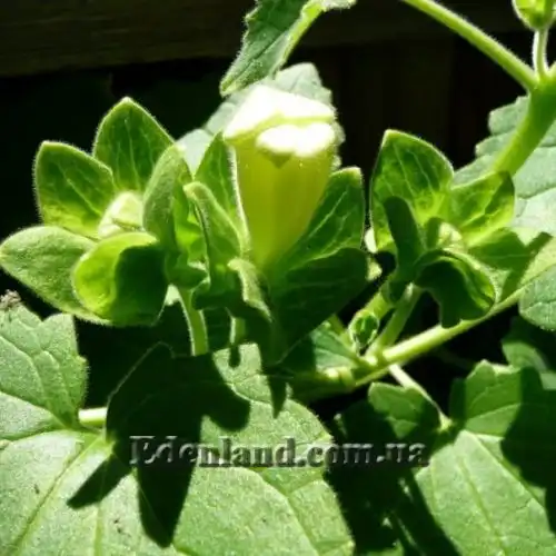 Изображение Маурандия стыдливая (белая)  - Maurandia erubescens (alba)