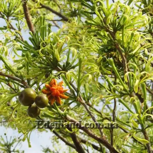 Изображение Туррея обильноцветущая - Turraea floribunda