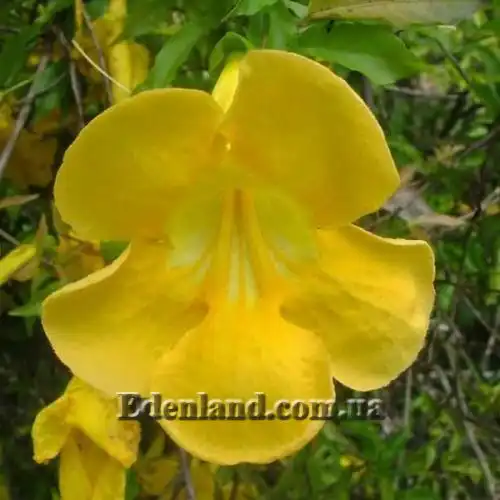 Изображение цветок