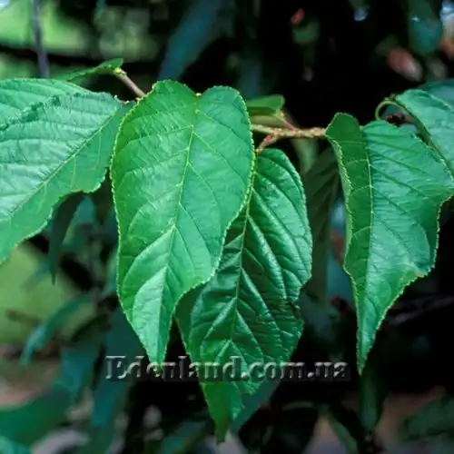 Изображение листья