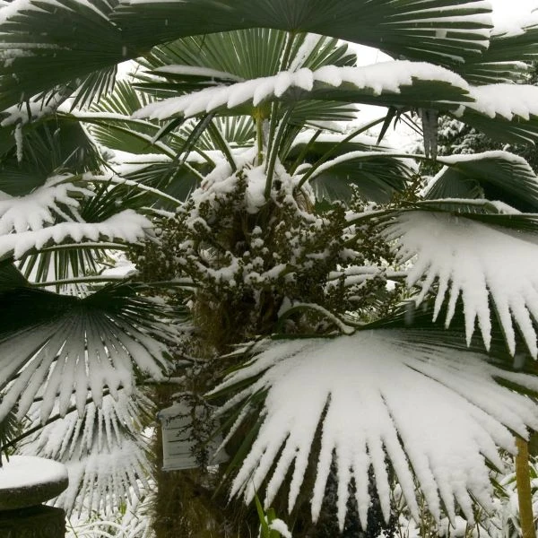 Изображение Трахикарпус Вагнера  - Trachycarpus wagnerianus 