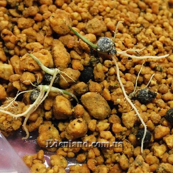 Зображення Геонома Муреана  - Geonoma mooreana