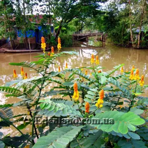 Изображение Сенна крылатая - Senna alata