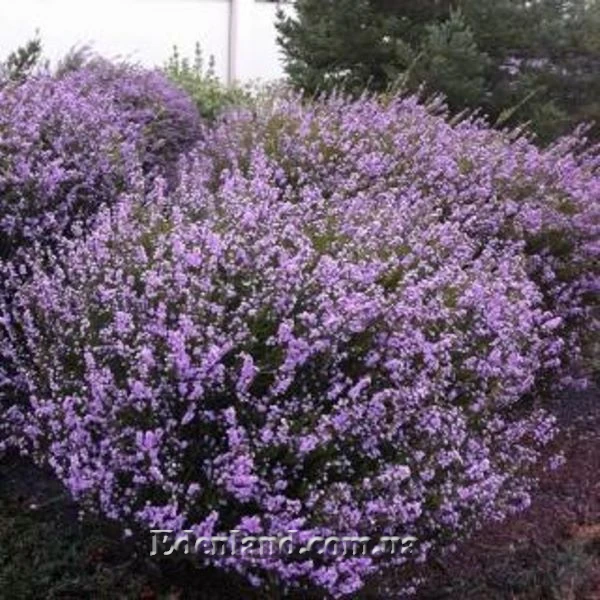 Изображение Колеонема хорошенькая  - Coleonema pulchellum