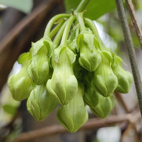 Изображение Телосма сердцевидная  - Telosma cordata