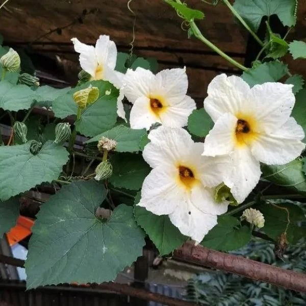 Зображення Момордика дводомна - Momordica dioica  