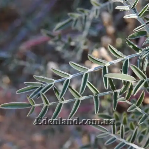 Изображение Сутерландия кустарниковая  - Sutherlandia frutescens