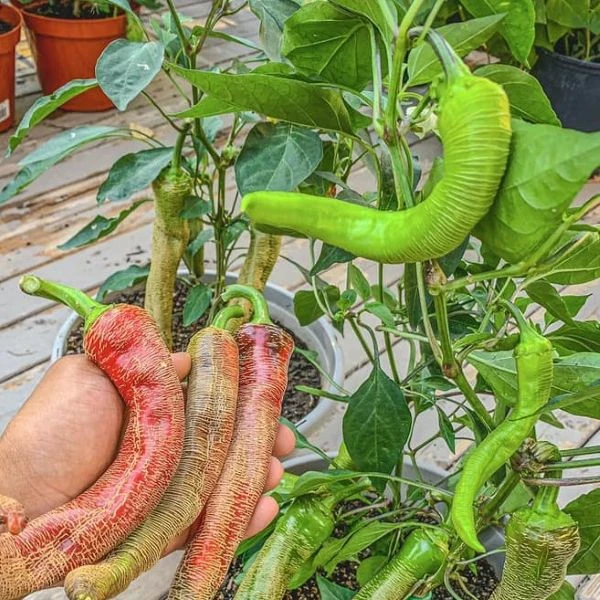 Зображення Перець Режа Македонський - Rezha Macedonian 