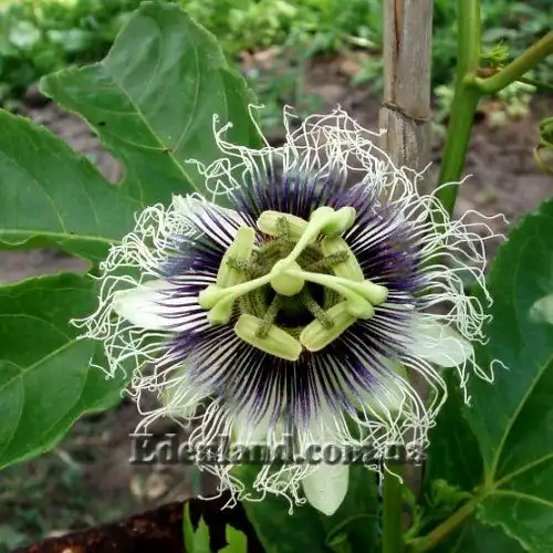 Изображение цветение