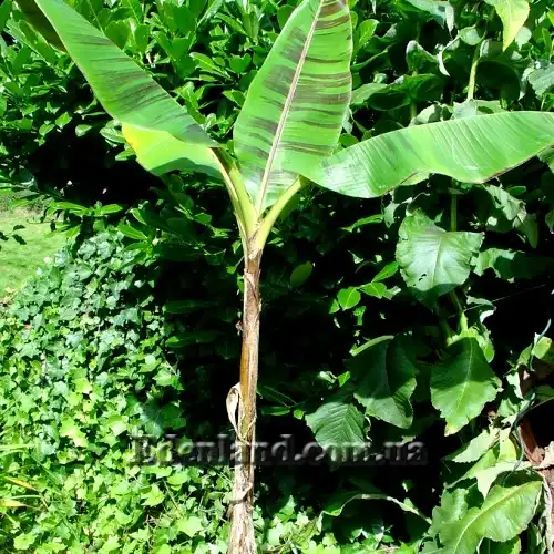 Изображение молодое растение