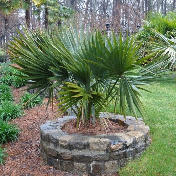 Зображення в саду