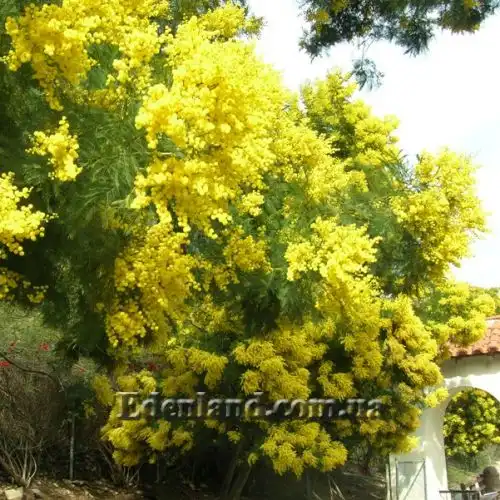 Изображение Акация низбегающая - Acacia decurrens