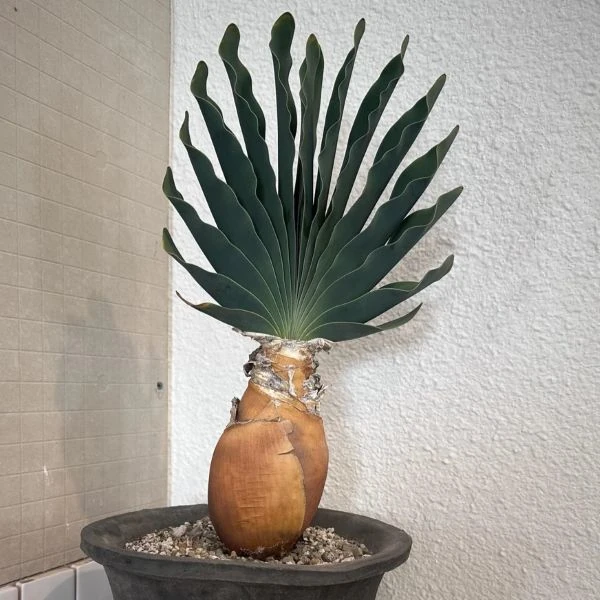 Изображение Боофона двухрядная  - Boophone disticha