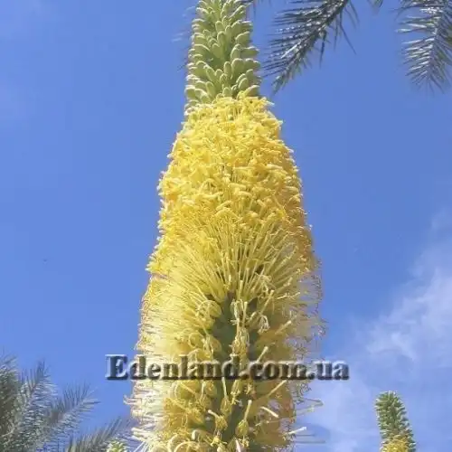 Изображение Агава Вильморена - Agave vilmoriniana