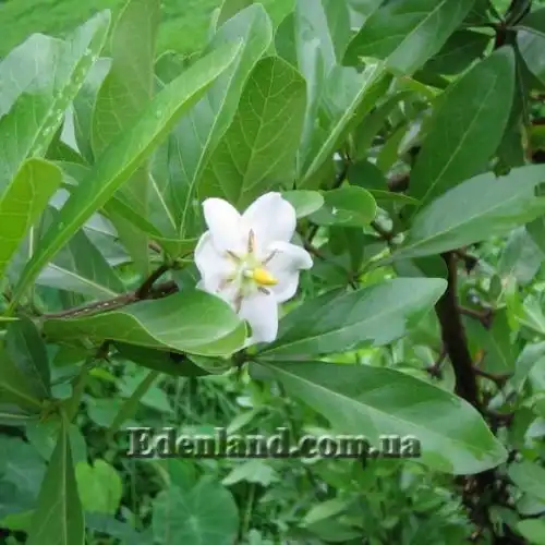 Зображення Тамілнадія болотна - Tamilnadia uliginosa