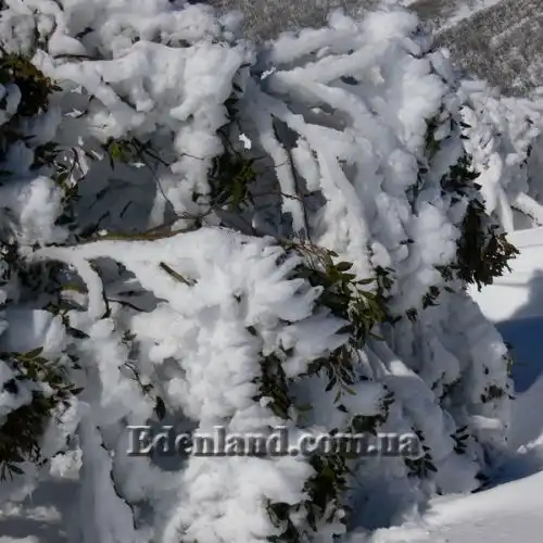 Зображення Евкаліпт малоквітковий - Eucalyptus pauciflora subsp. niphophila