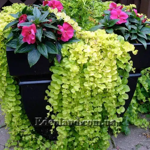 Изображение Лизимахия монетчатая - Lysimachia nummularia