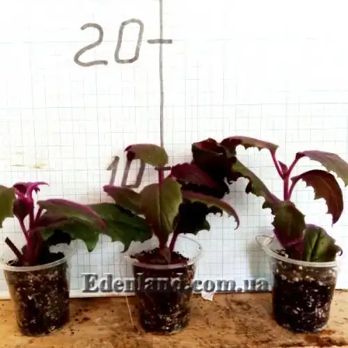 Изображение саженцы в продаже