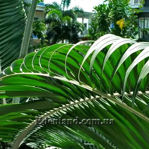 Изображение Диктиосперма белая разн. Соединенная - Dictyosperma album var. Conjugatum 