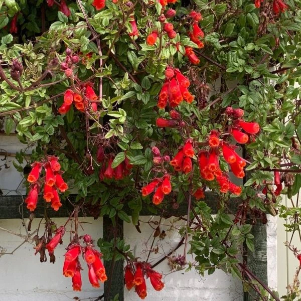 Эккремокарпус шероховатый (красный) - Eccremocarpus scaber 'Blood Red'