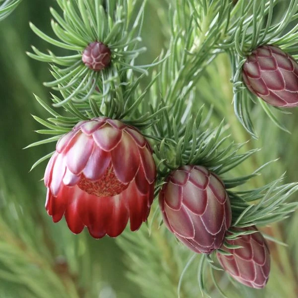 Протея карликова - Protea nana 