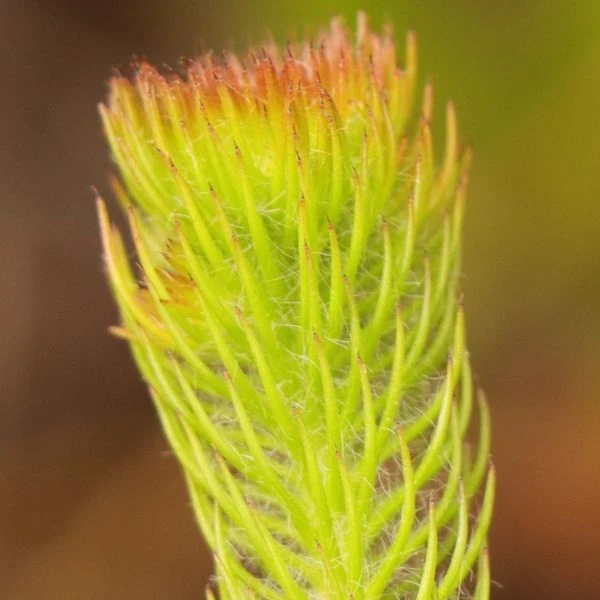 Изображение Берцелия Галпина - Berzelia galpinii