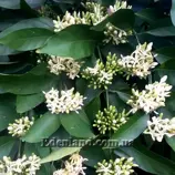 Изображение Оксицерос щетинистый - Oxyceros horridus