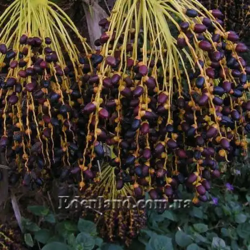 Зображення Фінік Робелена - Phoenix roebelenii