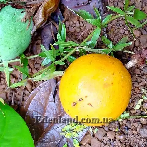 Изображение созревший плод