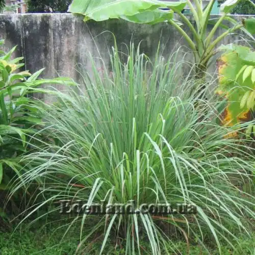 Изображение Цимбопогон извилистый - Cymbopogon flexuosus