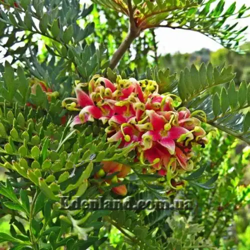 Изображение Ломатия ржавая - Lomatia ferruginea