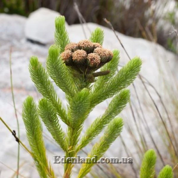 Изображение отцветшие соцветия