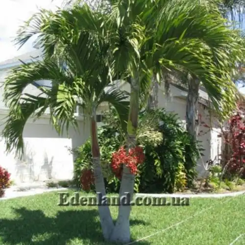 Изображение Адонидия Меррилла - Adonidia merrillii