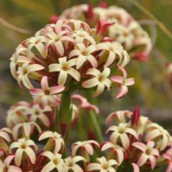 Зображення Крассула пучкувата - Crassula fascicularis  