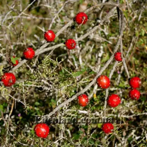 Изображение Пениоцереус полосатый - Peniocereus striatus