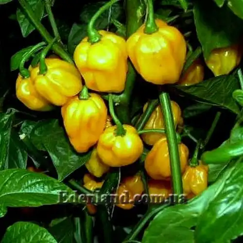 Изображение Перец Хабанеро желтый - Habanero Yellow