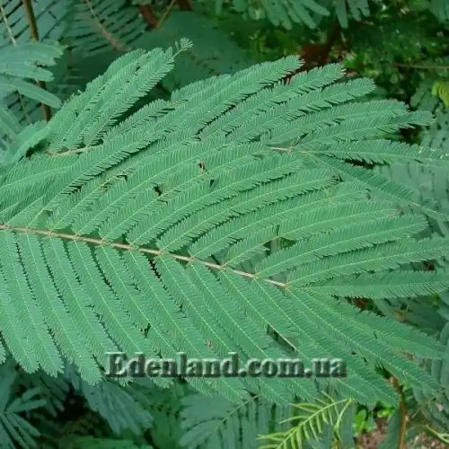 Зображення Калліандра Х'юстона - Calliandra houstoniana    