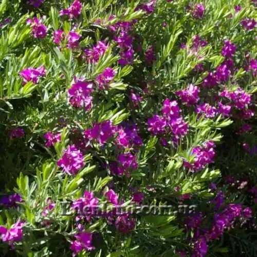 Зображення Істод миртолистий - Polygala myrtifolia