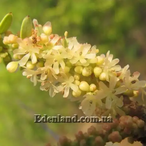 Изображение Филлантус эмблика - Phyllanthus emblica