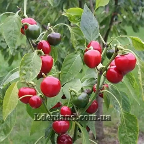 Изображение Перец Поцелуй Сатаны - Satans Kiss Pepper