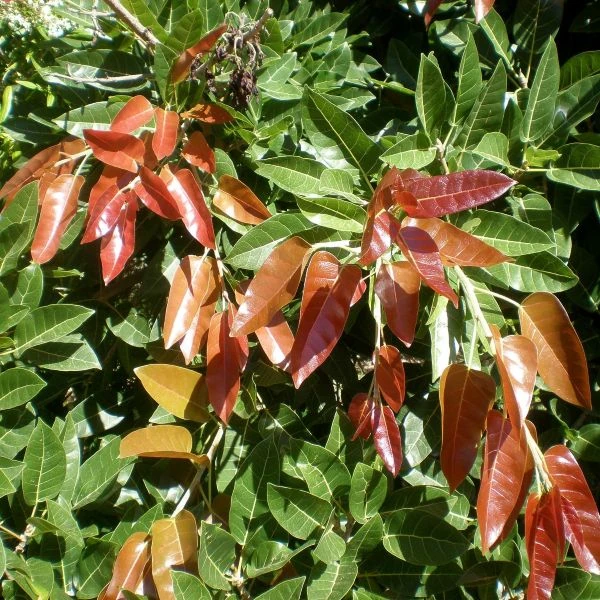 Зображення Фікус величезний - Ficus ingens 