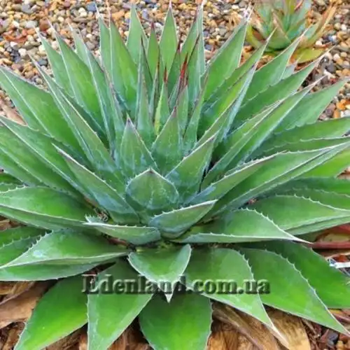 Изображение Агава Монтана - Agave montana
