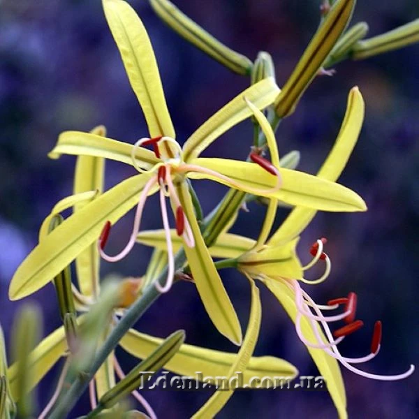 Изображение цветение