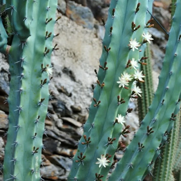 Зображення Міртилокактус геометричний - Myrtillocactus geometrizans 