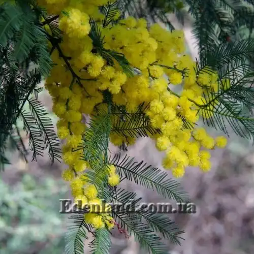 Изображение Акация низбегающая - Acacia decurrens