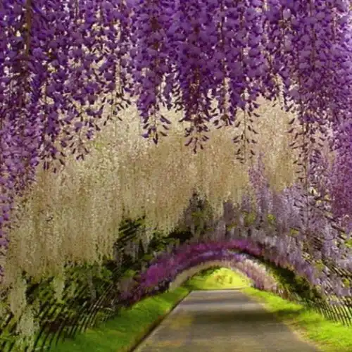 Изображение Тоннель Вистерии