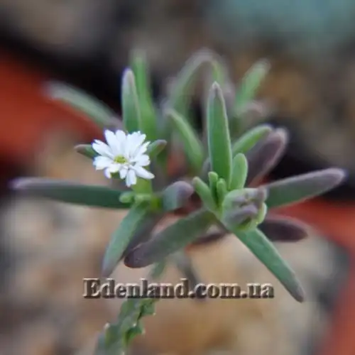 Изображение Местоклема крупнокорневищная - Mestoklema Macrorhiza