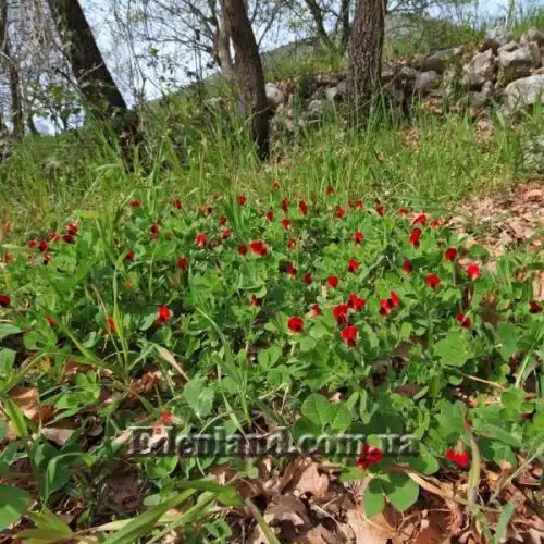 Изображение Четырехкрыльник пурпурный - Tetragonolobus purpureus