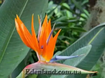 Новые поступления семян и растений в сентябре 2020 года